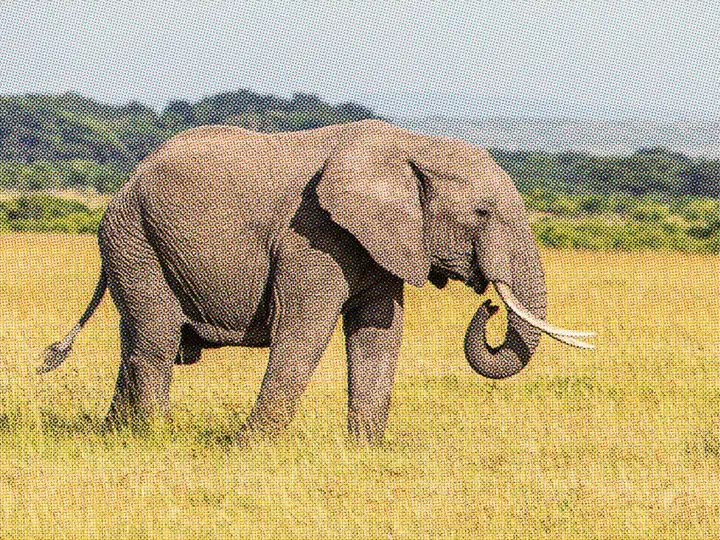 Éléphant de savane au Masai Mara