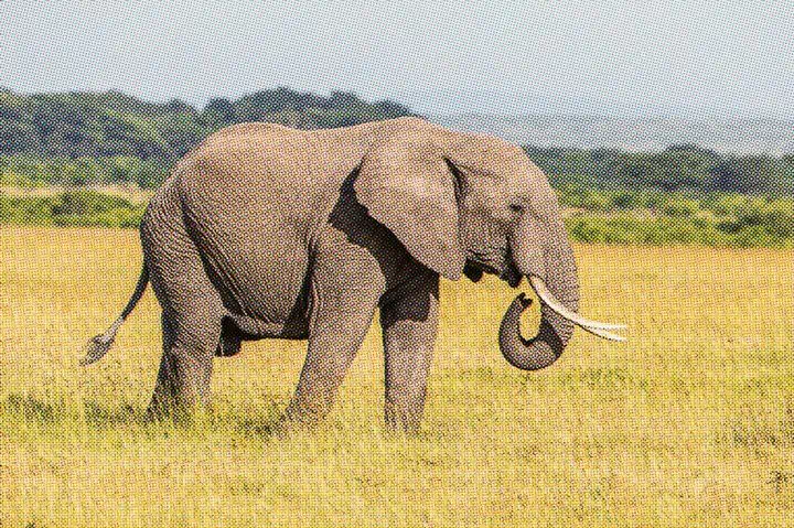 Éléphant de savane, Masai Mara
