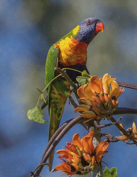 Loriquet arc-en-ciel
